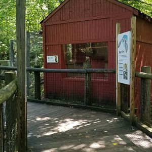 Pittsburgh 8/21 - Barn owl