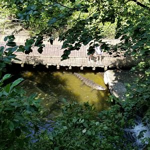 Pittsburgh 8/21 - American alligator from above