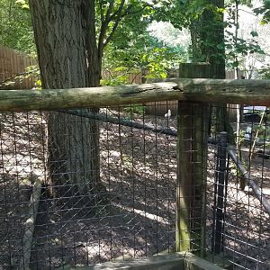 Pittsburgh 8/21 - Chickens