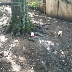 Pittsburgh 8/21 - Chickens