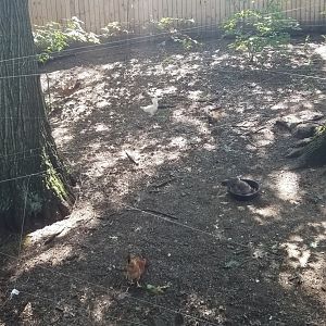 Pittsburgh 8/21 - Chickens