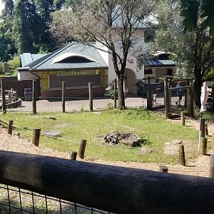 Pittsburgh 8/21 - Kangaroo walkabout (they only have one kangaroo)