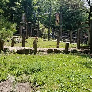 Pittsburgh 8/21 - Lone kangaroo hopping