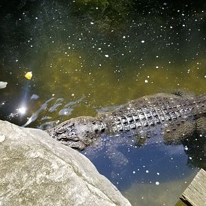 Pittsburgh 8/21 - American alligator