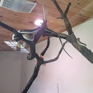 Pittsburgh 8/21 - Asian cave snake