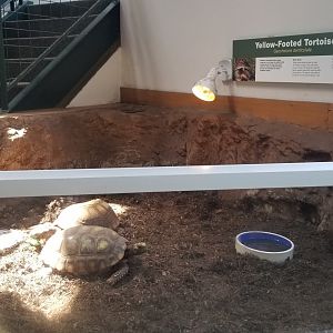 Pittsburgh 8/21 - Yellow footed tortoise