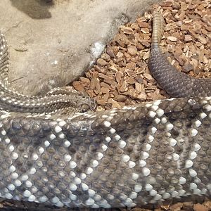 Pittsburgh 8/21 - Rattlesnake