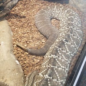 Pittsburgh 8/21 - Rattlesnake