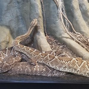 Pittsburgh 8/21 - Rattlesnake