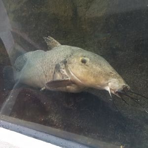 Pittsburgh 8/21 - Giraffe catfish?