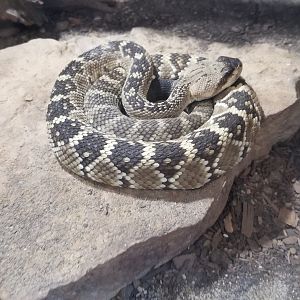 Pittsburgh 8/21 - Black-tailed Rattlesnake