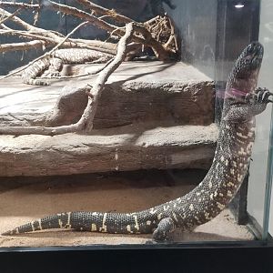 Pittsburgh 8/21 - Beaded lizard