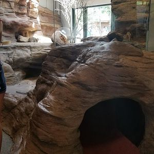Pittsburgh 8/21 - Meerkats with kids tunnel