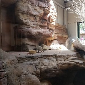 Pittsburgh 8/21 - Meerkats