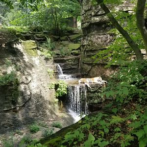 Pittsburgh 8/21 - Tiger in waterfall