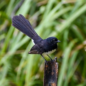 Willie Wagtail (Rhipidura leucophrys)