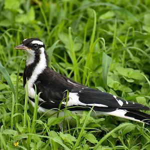 Magpie-lark (Grallina cyanoleuca)