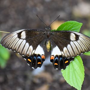 Orchard Swallowtail (Papilio aegeus)