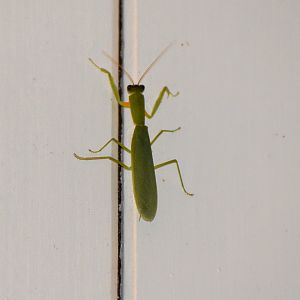 Garden Mantid (Orthodera ministralis)