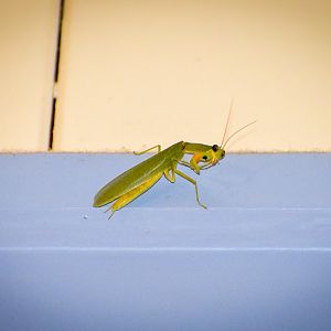 Garden Mantid (Orthodera ministralis)