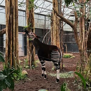 Okapi