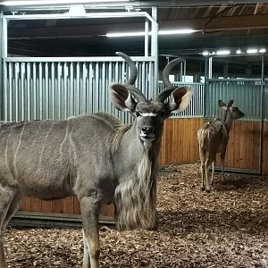 Greater Kudu