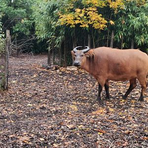 Red Forest Buffalo