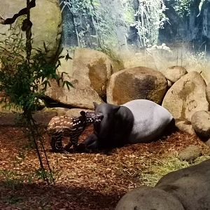 Malayan Tapir, mother and calf