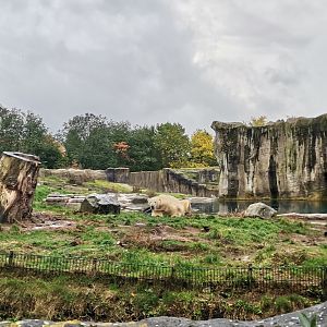 Polar Bear exhibit