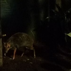 Balabac Chevrotain