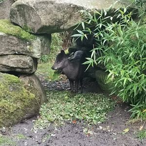 Michie's Tufted Deer
