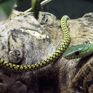 Oct. 2021 - Museum of Science - Venomous Snakes - Western Green Mamba