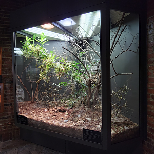 Oct. 2021 - Museum of Science - Venomous Snakes - Puff Adder/Western Green Mamba Exhibit