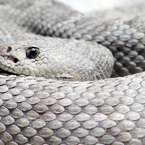 Oct. 2021 - Museum of Science - Venomous Snakes - Santa Catalina Island Rattlesnake