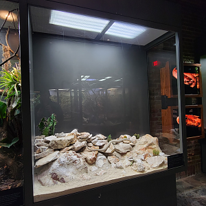 Oct. 2021 - Museum of Science - Venomous Snakes - Santa Catalina Island Rattlesnake Exhibit