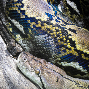 Oct. 2021 - Scaly, Slimy, Spectacular - Reticulated Python