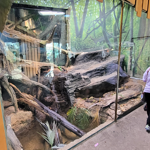 Oct. 2021 - Scaly, Slimy, Spectacular - Reticulated Python Exhibit