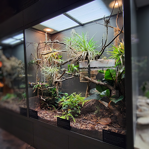 Oct. 2021 - Museum of Science - Venomous Snakes - Eyelash Viper, Jumping Pit Viper, Fer-De-Lance Exhibit