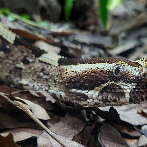 Oct. 2021 - Museum of Science - Venomous Snakes - Rhinoceros Viper