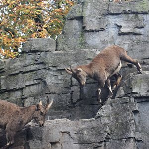 Alpine ibex (Capra ibex)