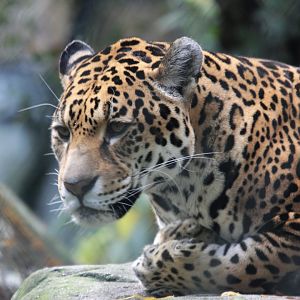 Jaguar (Panthera onca)