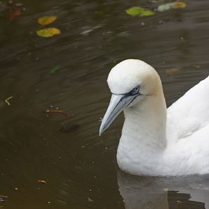 Northern gannet (Morus bassanus)