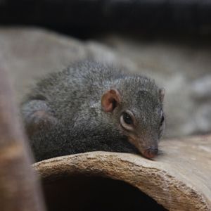 Northern treeshrew (Tupaia belangeri)