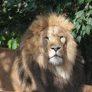 African lion (Panthera leo)