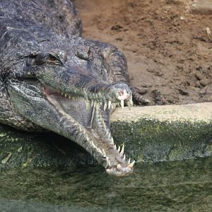False gharial (Tomistoma schlegelii)