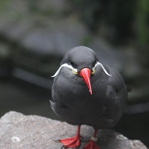 Inca tern (Larosterna inca)