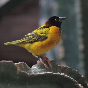 Village weaver (Ploceus cucullatus)
