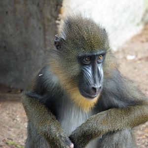Mandrill (Mandrillus sphinx)