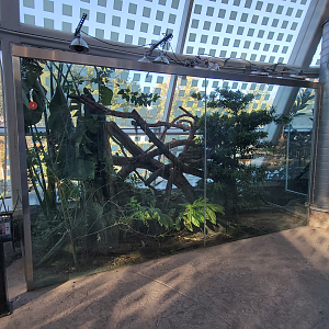 Oct. 2021 - Scaly, Slimy, Spectacular - Prehensile-tailed Skink Exhibit