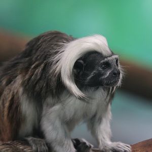 Cotton-top tamarin (Saguinus oedipus)